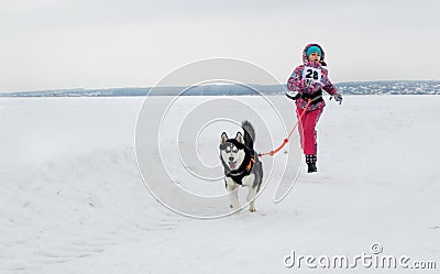 Kharkiv - Jan. 14: Sled Dog Racing. Sportsman girl runs with do Editorial Stock Photo