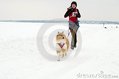 Kharkiv - Jan. 14: Sled Dog Racing. Sportsman runs with dog on Editorial Stock Photo