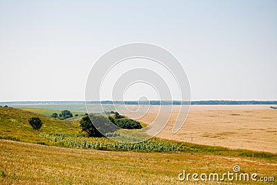 Kharkiv, Ukraine. Golden wheat ripens in an agricultural field where cereals are harvested. Golden grain grains. Stock Photo
