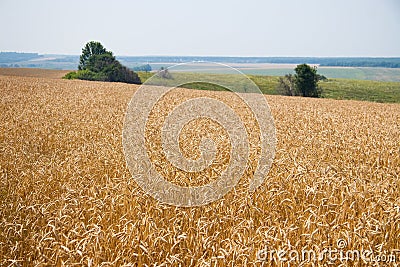 Kharkiv, Ukraine. Golden wheat ripens in an agricultural field where cereals are harvested. Golden grain grains. Stock Photo