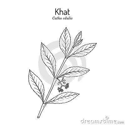 Khat or qat Catha edulis , medicinal plant Vector Illustration