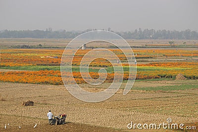 Khirai, West Bengal/India - January 1, 2020: Yellow red beautiful Marigold plant and flowers farming on a village field. Editorial Stock Photo