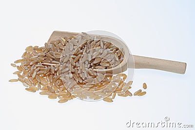 Khorasan wheat, Kamut Stock Photo