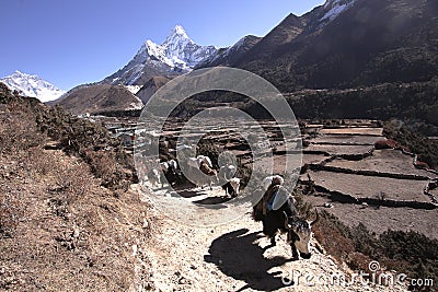 KHUMBU HIMAL, NEPAL-DEC 2013: Caravan of Yaks Editorial Stock Photo