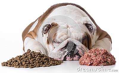 Kibble or raw dog food Stock Photo