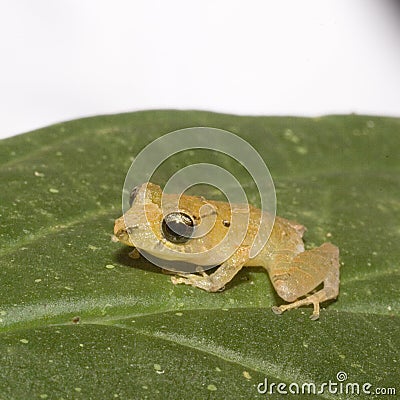 Kichwa Rain Frog (Pristimatis kichwarum Stock Photo