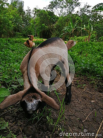 A kid, baby goat, brown and black eating grass Stock Photo
