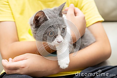 A kid embracing a lovely british shorthair cat Stock Photo