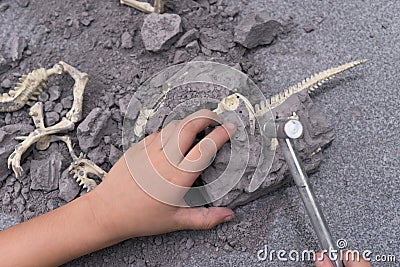 Kid excavating dinosaur bones Stock Photo