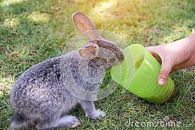 Kid hand is feeding the rabbit. Stock Photo