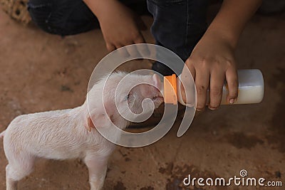 Kid hand giving milk to a cute little piglet Stock Photo