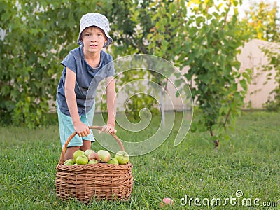 Kid helps his parents to do chores. Harvesting time. Happy childhood concept. Boy with the basket full of apples. Stock Photo