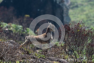 Kid of Nilgiri tahr Nilgiritragus hylocrius ungulate endemic to the Nilgiri Hills observed grazing on the slopes Stock Photo