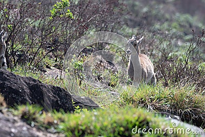 Kid of Nilgiri tahr Nilgiritragus hylocrius ungulate endemic to the Nilgiri Hills observed grazing on the slopes Stock Photo