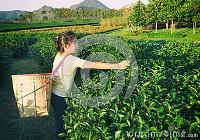 Kid pick up tea leaf at Green tea plantation field in shui fong, at sunset Stock Photo