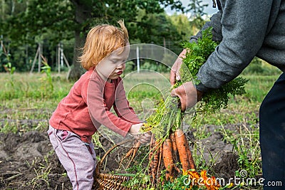 kid toddler picking carrots Stock Photo