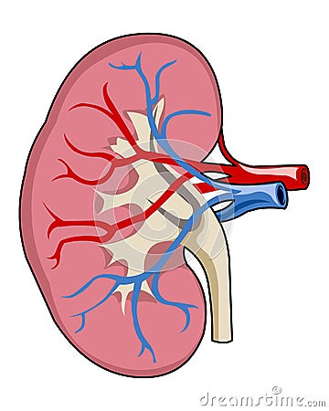 Kidney Cartoon Illustration