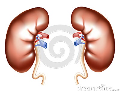Kidney Vector Illustration