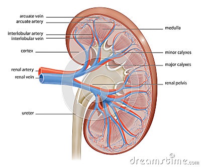 human kidney Cartoon Illustration