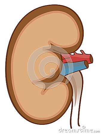 Kidney Vector Illustration