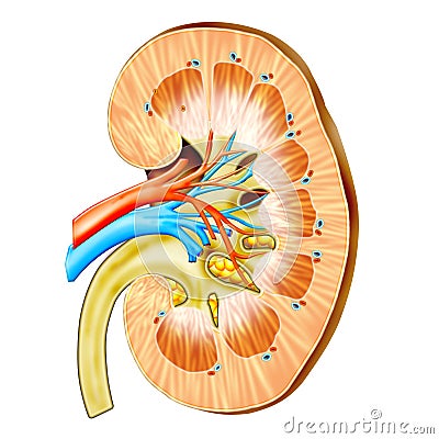 Kidney Cartoon Illustration