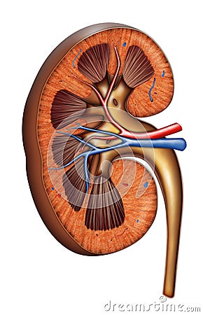 Kidney anatomy Cartoon Illustration