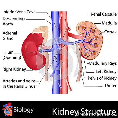 Kidney Anatomy Vector Illustration