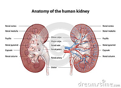 Kidney, Anatomy of the human urinary system, Cross Section. Shown are the renal artery, renal vein, ureter, upper calyx, lower Cartoon Illustration