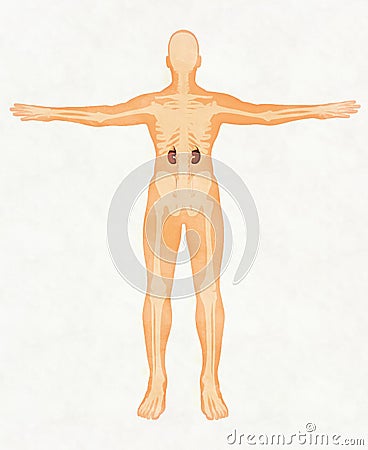 Kidney anatomy. medical Cartoon Illustration