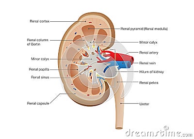 Kidney Anatomy Vector. Vector Illustration