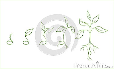 Kidney bean plant growth phases Vector Illustration