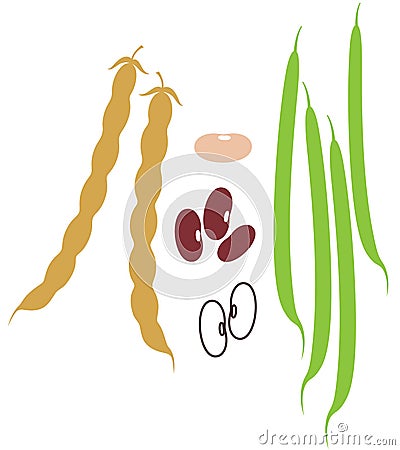 Kidney Bean Vector Illustration