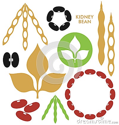 Kidney Bean Vector Illustration