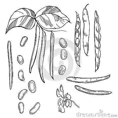 Kidney beans. Hand drawn vegetables on white background. Vecto Vector Illustration