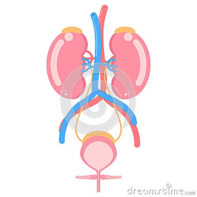 kidney and bladder urinary system, internal organs anatomy body part nervous system health care Vector Illustration