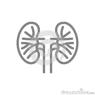 Kidney blood vessels line icon. Renal vascular disease symbol Vector Illustration
