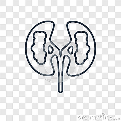 Kidney concept vector linear icon isolated on transparent background, Kidney concept transparency logo in outline style Vector Illustration