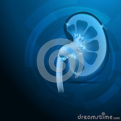 Kidney cross section blue background Vector Illustration