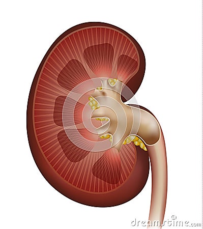 Kidney cross section detailed illustration Vector Illustration