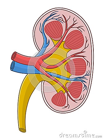 Kidney cross section Vector Illustration