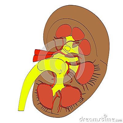 Kidney 2d Stock Photo