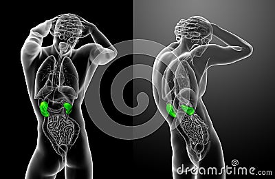 kidney Cartoon Illustration