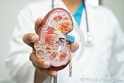 Kidney disease, Chronic kidney disease ckd, Doctor with human model to study and treat in hospital Stock Photo