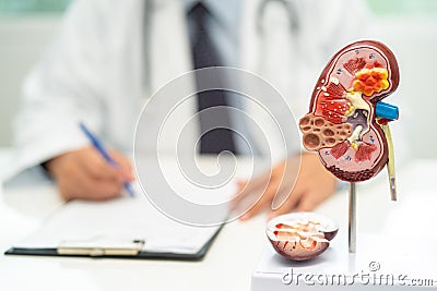 Kidney disease, Chronic kidney disease ckd, Doctor with human model to study and treat in hospital Stock Photo