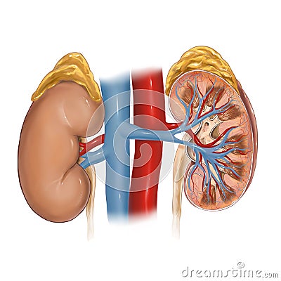 Kidney Cartoon Illustration