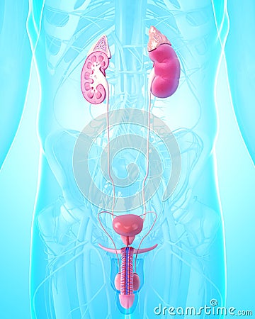 Kidney with human urinary system Cartoon Illustration