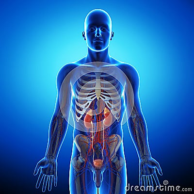 Kidney with human urinary system Cartoon Illustration