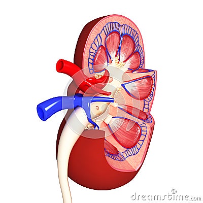 Kidney internal view in different form Stock Photo