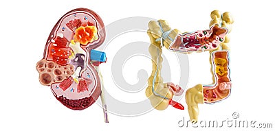 Kidney and intestine model isolated on white background, doctor holding anatomy model for study diagnosis and treatment in Stock Photo