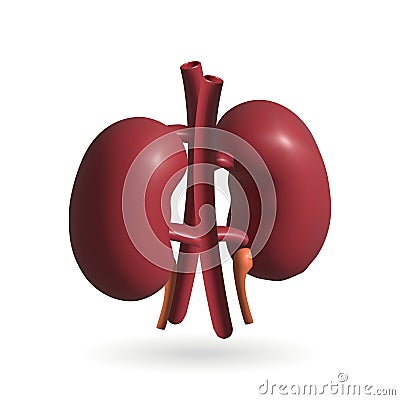 Kidney isolated 3d icon. Kidneys 3d illustration Vector Illustration